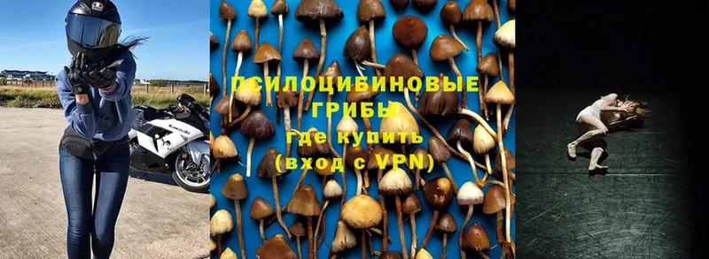 Псилоцибиновые грибы Cubensis  купить  цена  ОМГ ОМГ как зайти  Петровск 